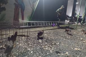 As aves foram resgatadas e levadas para o Batalhão Ambiental (Foto: Reprodução/ BPA)