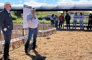 Embrapa lança nova variedade de soja própria para os cerrados (Foto: Divulgação)