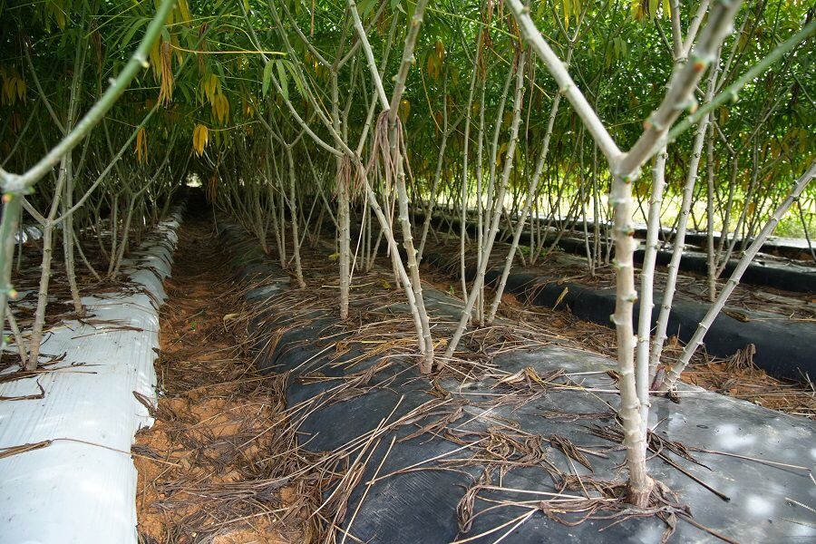 Embrapa desenvolve tecnologia que facilita o cultivo da mandioca de mesa no Cerrado