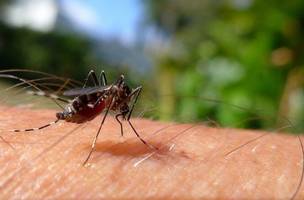 Aedes Aegypti (Foto: Reprodução/Internet)
