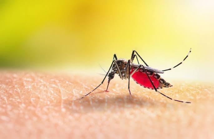 Casos de dengue aumentam no Piauí