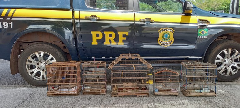 Cinco aves silvestres são resgatadas pela Polícia Rodoviária Federal às margens da BR 316