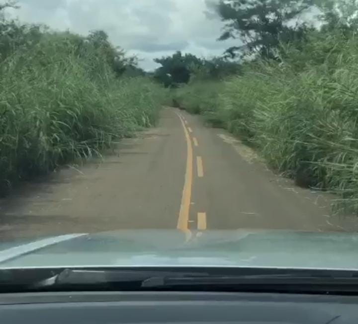Sem roço, estrada no Piauí tem mais mato que asfalto