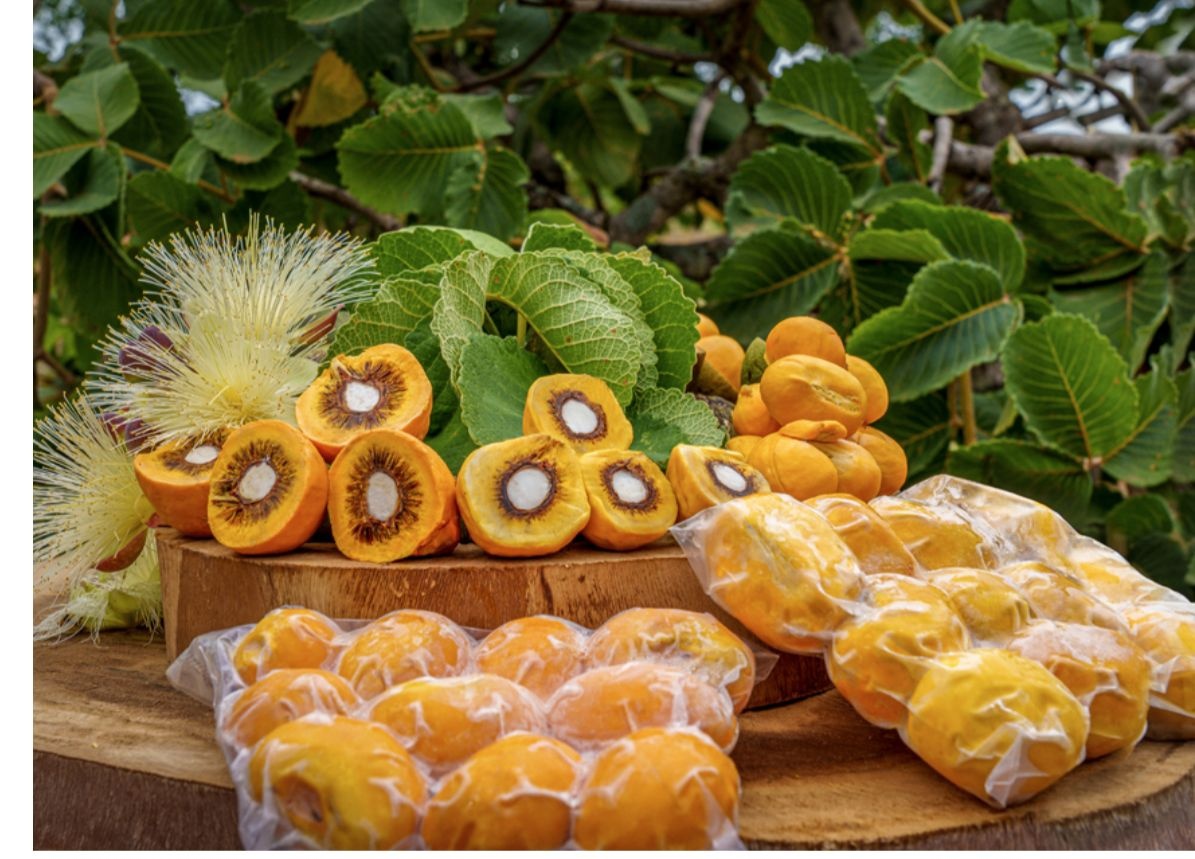 Embrapa lança as primeiras cultivares de pequi sem espinhos