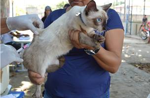 Primeira fase da campanha antirrábica, na zona rural de Teresina (Foto: Divulgação PMT)