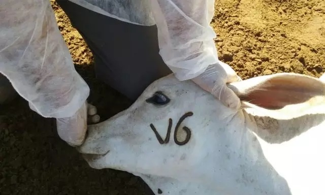 Proposta proíbe e torna crime a marcação a ferro em animais