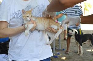 Vacinação contra raiva em cães e gatos acontece neste sábado (26) (Foto: Divulgação)