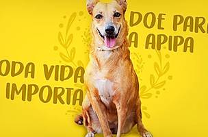 Apipa (Foto: Divulgação)
