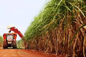 Cana-de-açúcar teve aumento de 4,4% na safra 2022/23, diz Conab (Foto: Reprodução/Compre Rural)