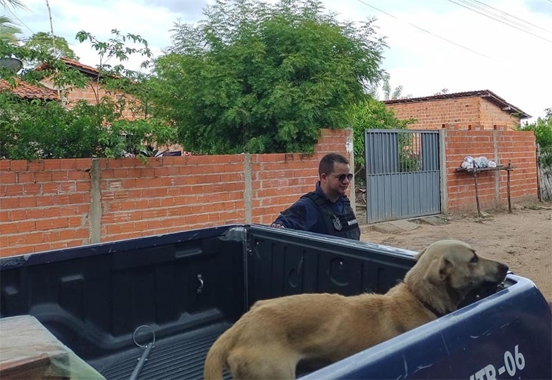 Guarda Municipal passa a coibir crimes de maus-tratos aos animais