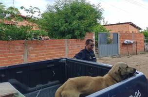 Guarda Municipal passa a coibir crimes de maus-tratos aos animais (Foto: Foto divulgação)