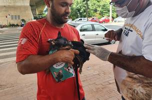 Neste sábado (3) tem vacinação contra a raiva nas zonas Sul e Sudeste (Foto: Divulgação/FMS)