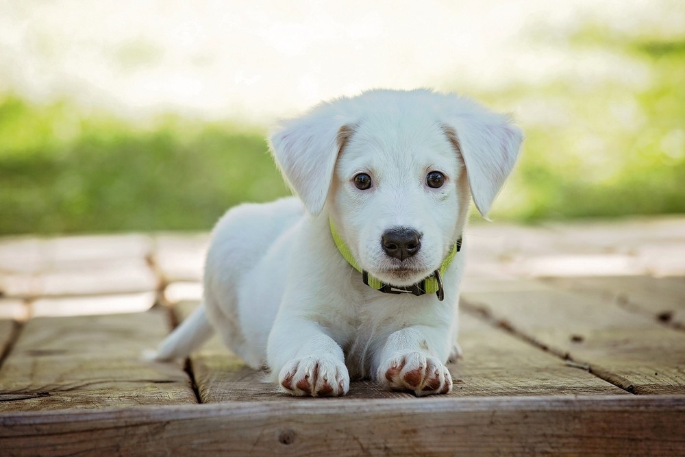 Veterinário do CEUB explica como proteger os animais dos fogos de artifícios