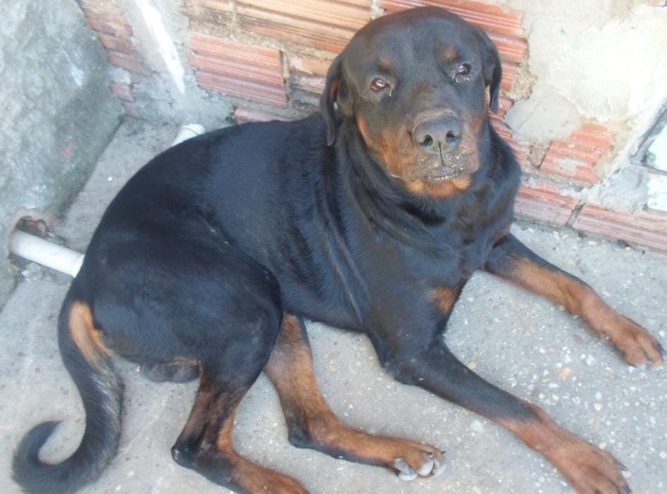 Cachorro