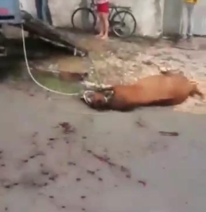 Cavalo morre enforcado durante captura pelo Centro de Zoonoses