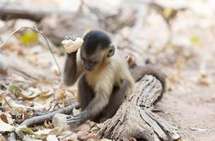 Macacos na Serra da Capivara em São Raimundo Nonato (Foto: Tiago Falótico / USP)