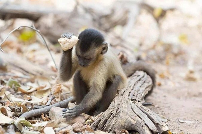 Macacos na Serra da Capivara em São Raimundo Nonato