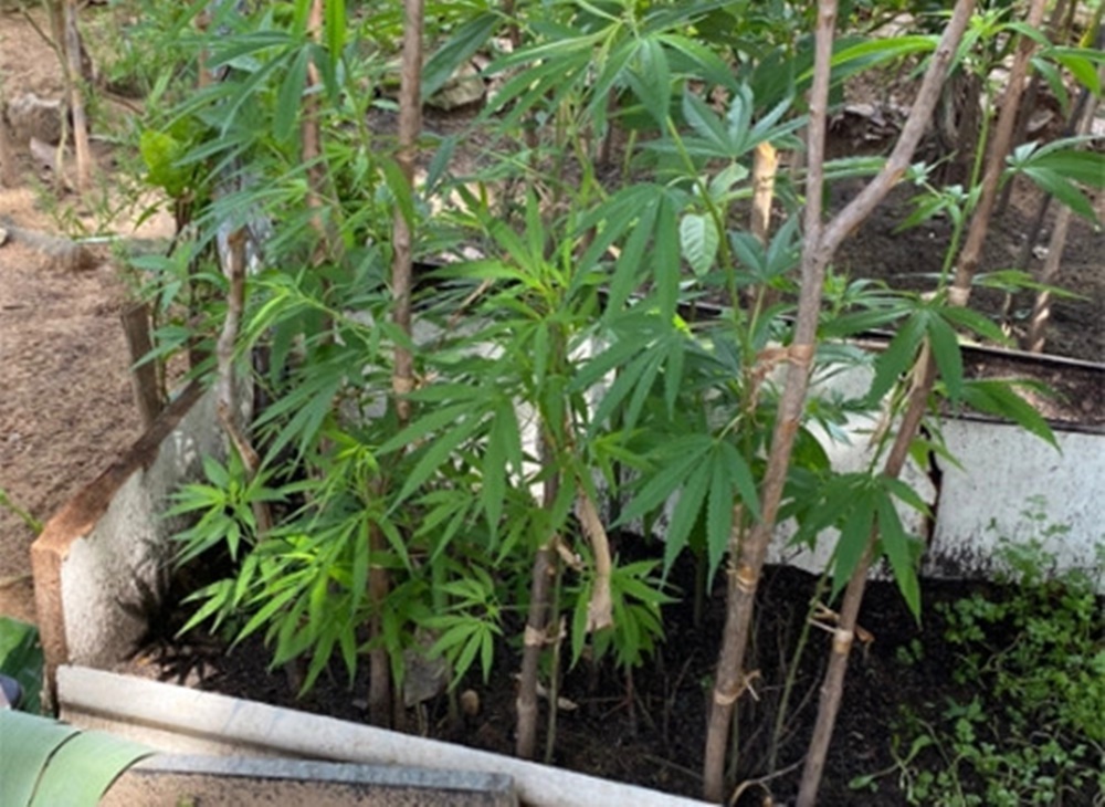 Maconha