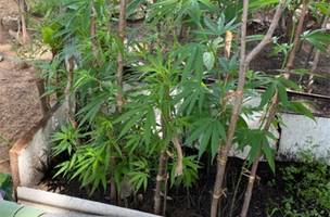 Maconha (Foto: PC/Divulgação)
