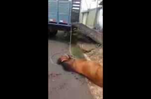 Moradores denunciam maus tratos durante remoção de cavalo pelo Centro de Zoonoses (Foto: Reprodução)