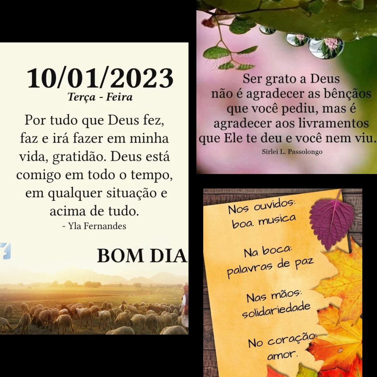 Pensamento do dia