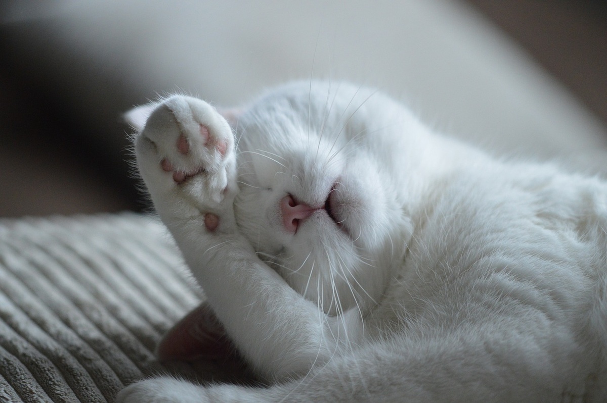 Pets