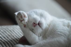 Pets (Foto: Pixabay)