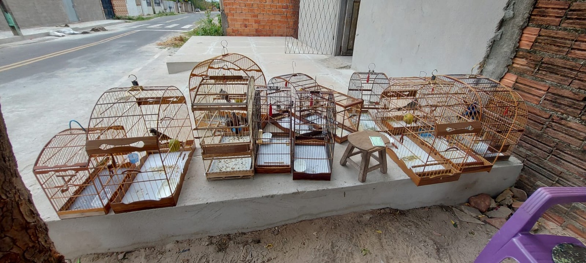 40 aves de diversas espécies foram apreendidas durante a ação