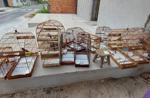 40 aves de diversas espécies foram apreendidas durante a ação (Foto: SSP-PI)