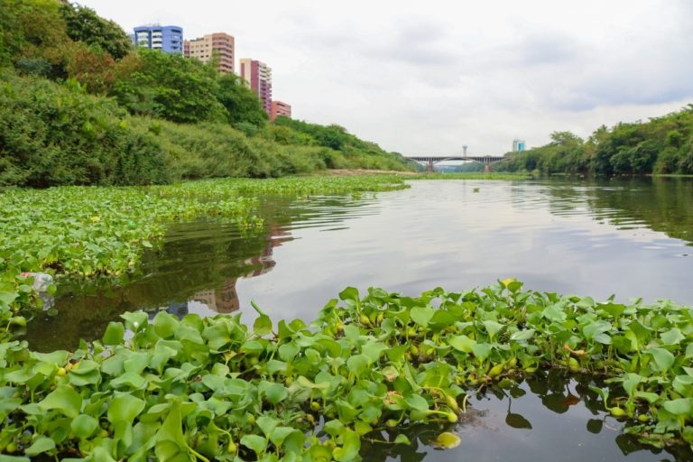 Aguapés no rio Poty, em Teresina