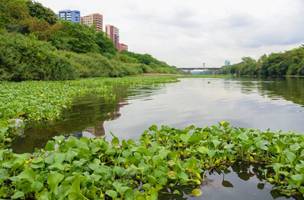 Aguapés no rio Poty, em Teresina (Foto: Reprodução)