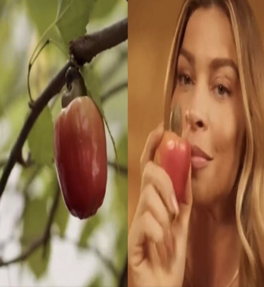 Você já viu caju nascer pela castanha? Esse aí é da propaganda de um cosmético. Pendurado num pé de amora.