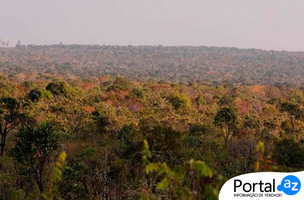 Cerrado (Foto: Governo do Piauí)