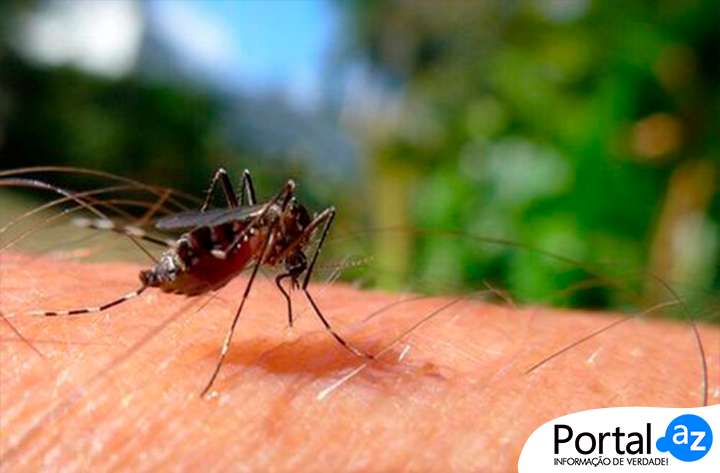 Redução nos casos de dengue e chikungunya