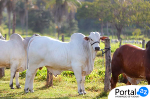 Vacina anti Febre Aftosa (Foto: Governo do Piauí)