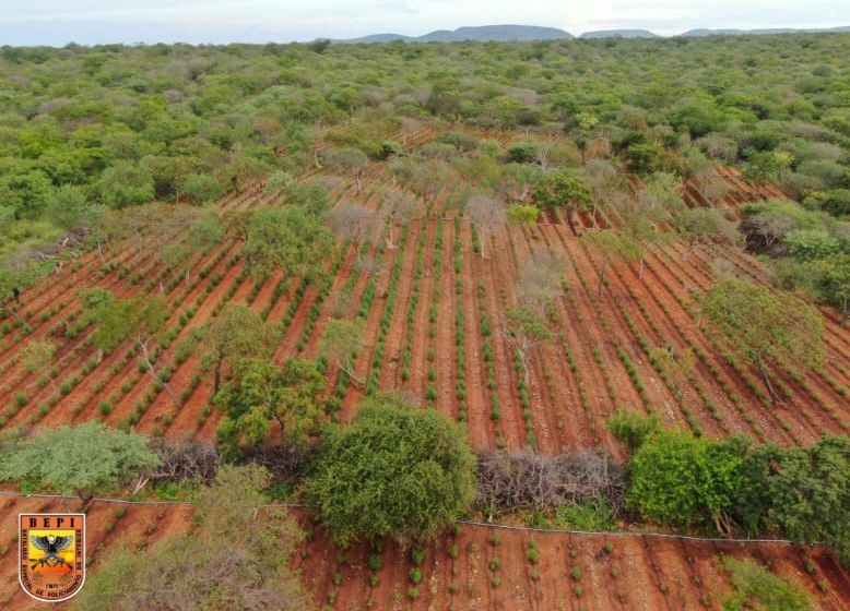 120 mil pés de maconha