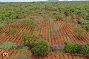 120 mil pés de maconha (Foto: Divulgação)