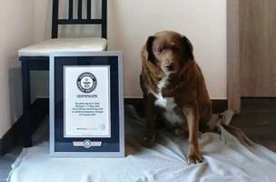 Cão mais velho de todos os tempos (Foto: Divulgação/Guinness)