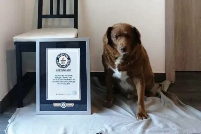 Cão mais velho de todos os tempos
