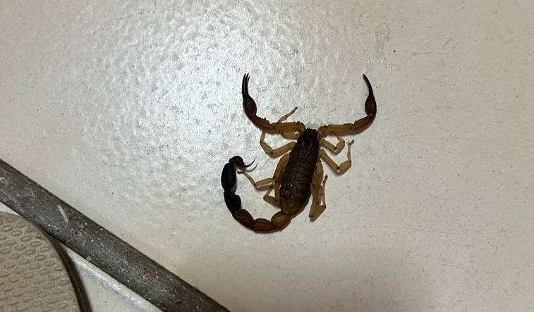 Escorpião foi o animal peçonhento mais encontrado nas ocorrências do Estado