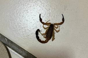 Escorpião foi o animal peçonhento mais encontrado nas ocorrências do Estado (Foto: Divulgação)
