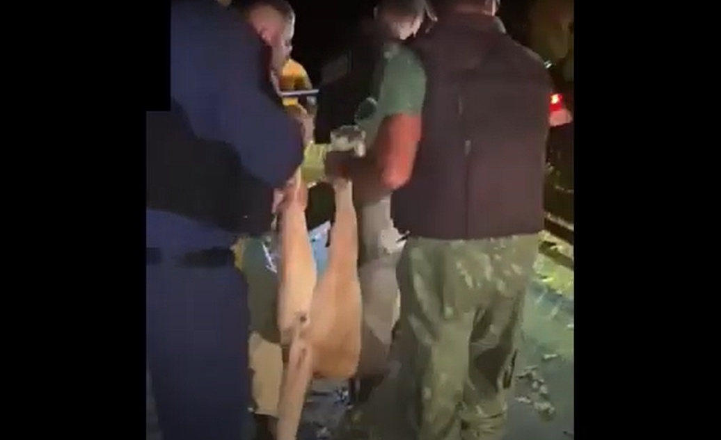 Momento em que a onça 'menino' foi capturada
