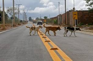Projeto de lei torna obrigatório socorrer animais atropelados (Foto: Camila Souza/GOVBA)