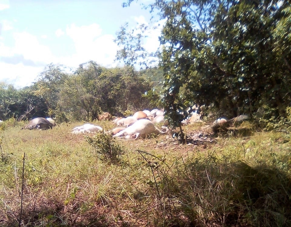 Raio atinge fazenda e mata mais de 50 cabeças de gado