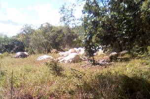 Raio atinge fazenda e mata mais de 50 cabeças de gado (Foto: Divulgação)