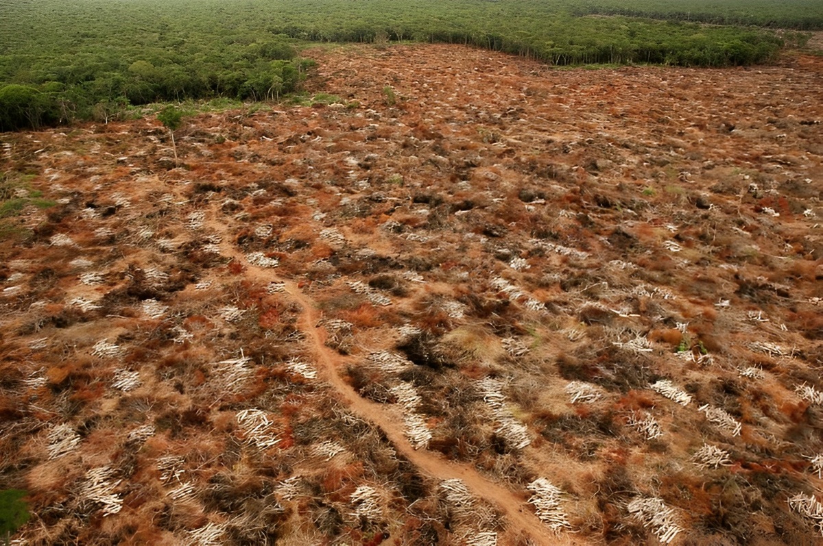 A região de Serra Vermelha é um dos últimos remanescentes de Mata Atlântica do Nordeste