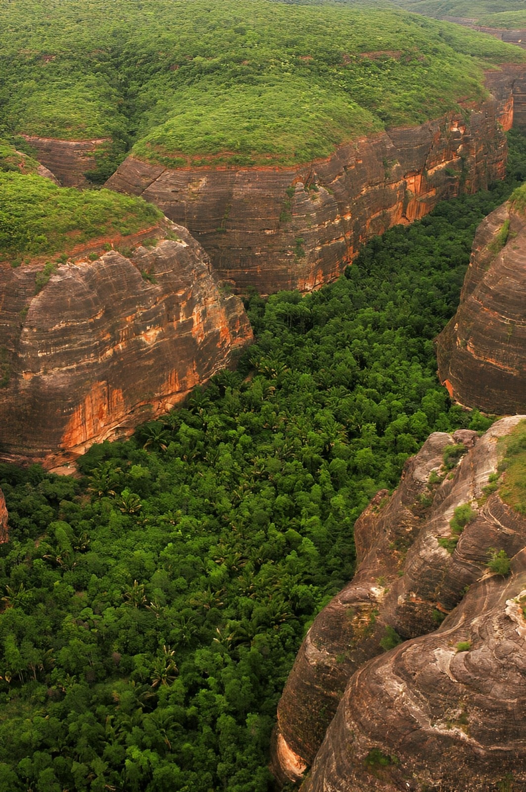 A serra vermelha é uma das maiores florestas do Nordeste