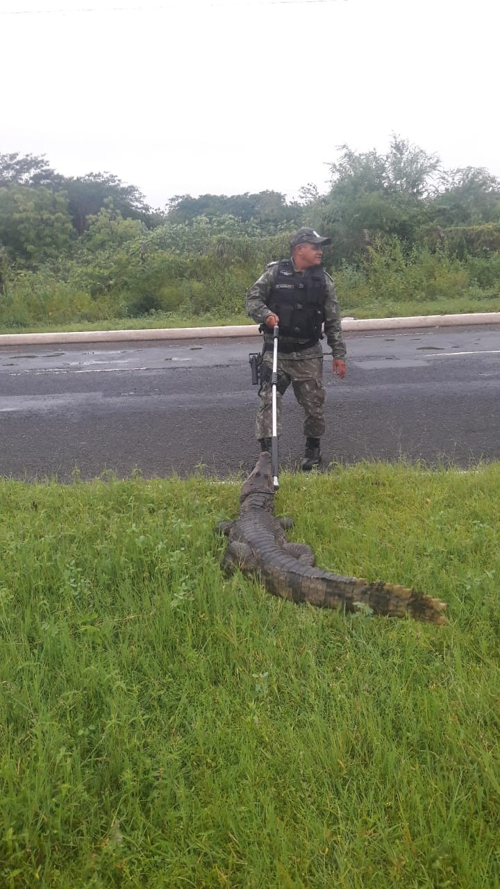 Batalhão de Polícia Ambiental realiza resgate de animais silvestres em Teresina
