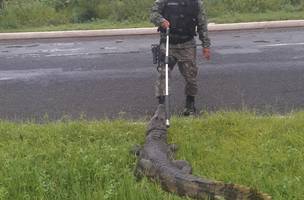 Batalhão de Polícia Ambiental realiza resgate de animais silvestres em Teresina (Foto: Divulgação)