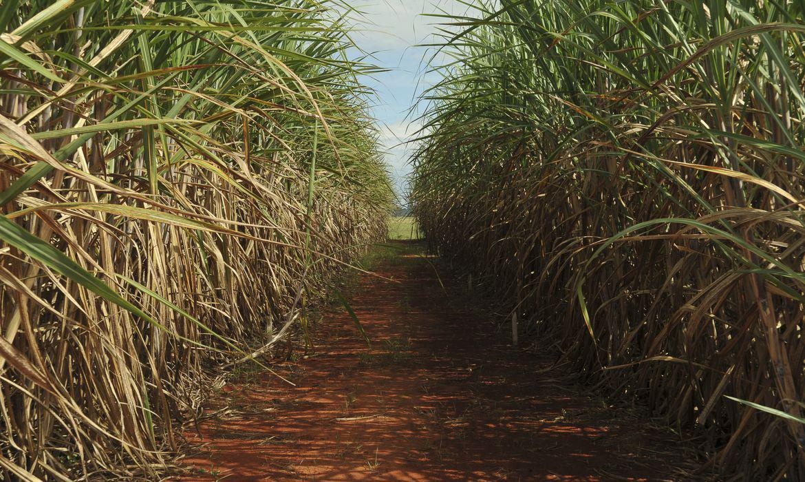 Cana-de-açúcar